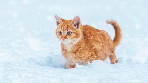 Cat feels cold store to the touch